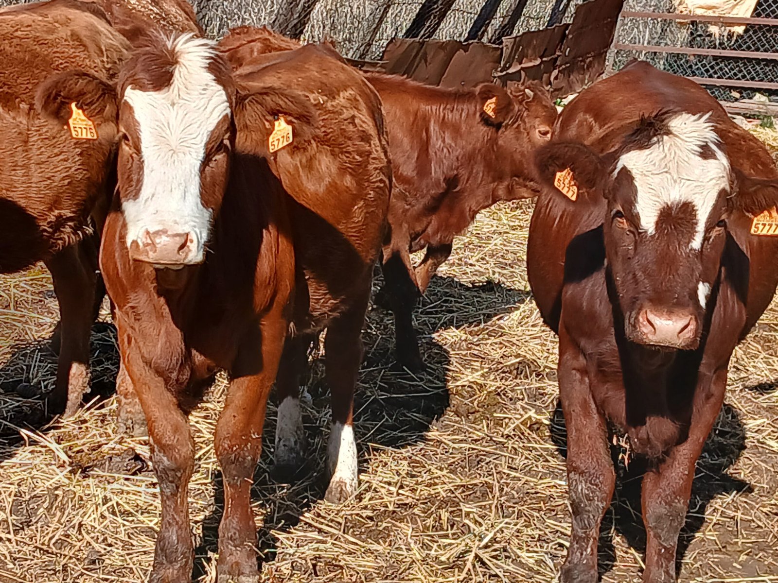 ticket_460__1095__20241027_152854